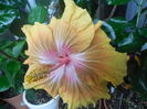 DSCN0972