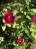 DSCF4734