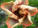 038