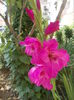 gladiola