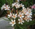 la inceput de iulie (3)