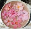 flori roz si somon (1)