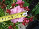 roseum plenum variegat
