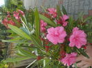 DSCN0528[1]