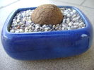 Dioscorea elephantipes in repaus