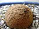 Dioscorea elephantipes in repaus