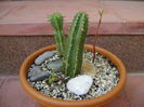 Euphorbia echinus & Euphorbia fimbriata & Talinum paniculatum