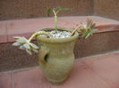 Graptopetalum paraguayense & Kalanchoe daigremontiana & Pachyphytum brevifolium