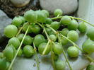 Senecio rowleyanus