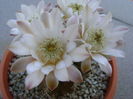 Gymnocalycium quehlianum