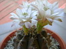 Gymnocalycium quehlianum