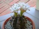 Gymnocalycium quehlianum