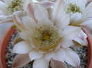 Gymnocalycium quehlianum