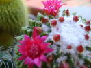 Mammillaria polythele cv. Stachellos