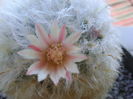 Mammillaria bocasana multilanata