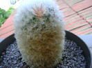Mammillaria bocasana multilanata