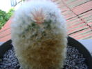 Mammillaria bocasana multilanata