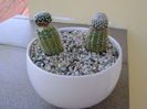 Mammillaria luethyi & sanchez-mejoradae