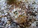 Mammillaria perezdelarosae