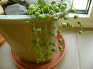 Senecio rowleyanus