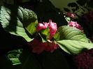 DSCN1465