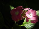 DSCN1471