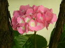 DSCN1479