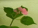 DSCN1480