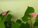 DSCN1481