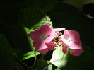 DSCN1482
