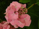 DSCN1484