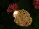 DSCN1485