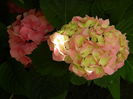 DSCN1486