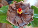 prima  floare