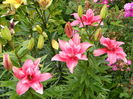 Pink Blossom?