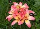 Delicate Joy