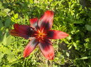 tango olina