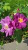 WP_20160703_11_35_58_Pro