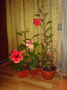 Grup Hibiscusi 2