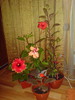 Grup Hibiscusi 5