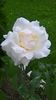 WP_20160703_13_29_03_Pro