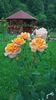 WP_20160703_13_28_13_Pro