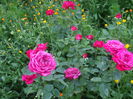 DSCF9143