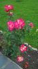WP_20160703_13_46_48_Pro