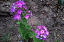 IMG_20160703_162459