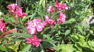 DSC05952