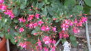 DSC05954