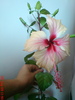 Rowena