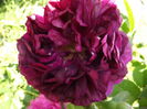 DSCF4738