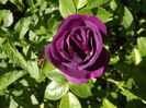 DSCF4735